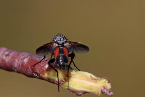 Réf. 265 828 : Eriothrix rufomaculata